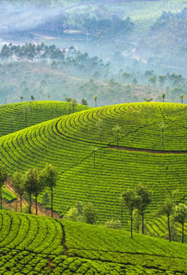 Emerald tea plantations and rolling misty hills of Munnar