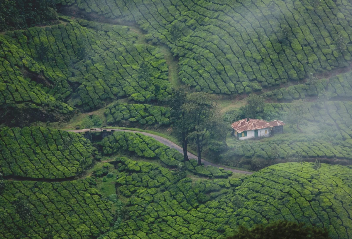 Lush green landscapes of Kerala